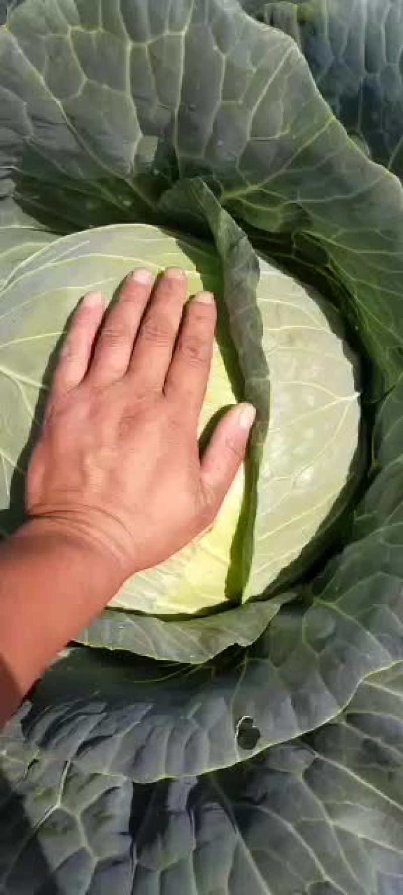 圆包菜，大量上市。。。。