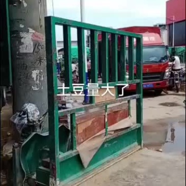 河北邯郸永年区土豆大量上市