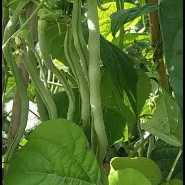 山西长治东禅村，架豆王豆角上市中！角匀细长烹饪佳商至车到