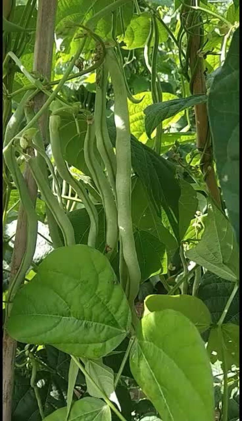 山西长治东禅村，架豆王豆角上市中！角匀细长烹饪佳商至车到