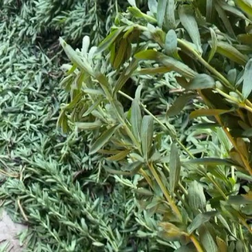 甜叶菊批发，甜叶菊纯叶子干品。