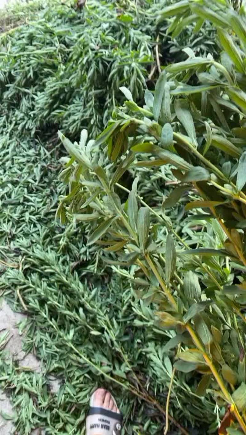甜叶菊批发，甜叶菊纯叶子干品。