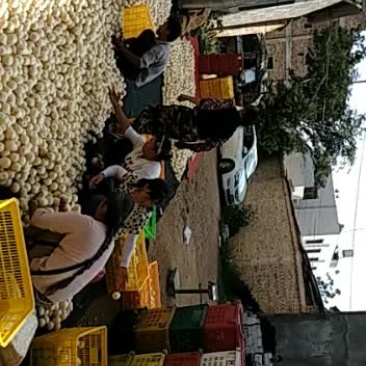 石林人参果上市啦，品质好，货源充足