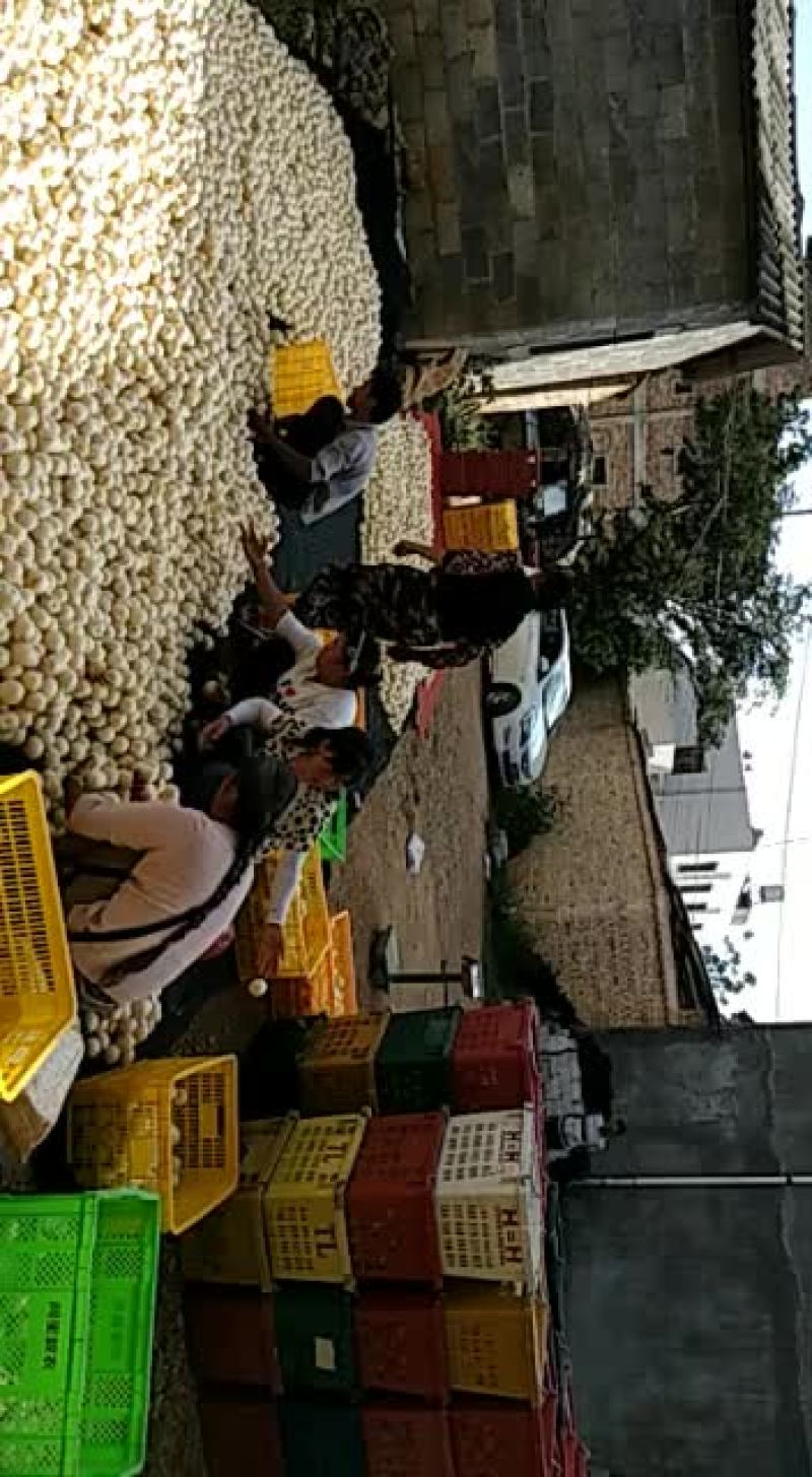 石林人参果上市啦，品质好，货源充足