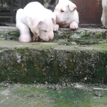 下司犬，小山师傅狗后代，喜欢的来秒。