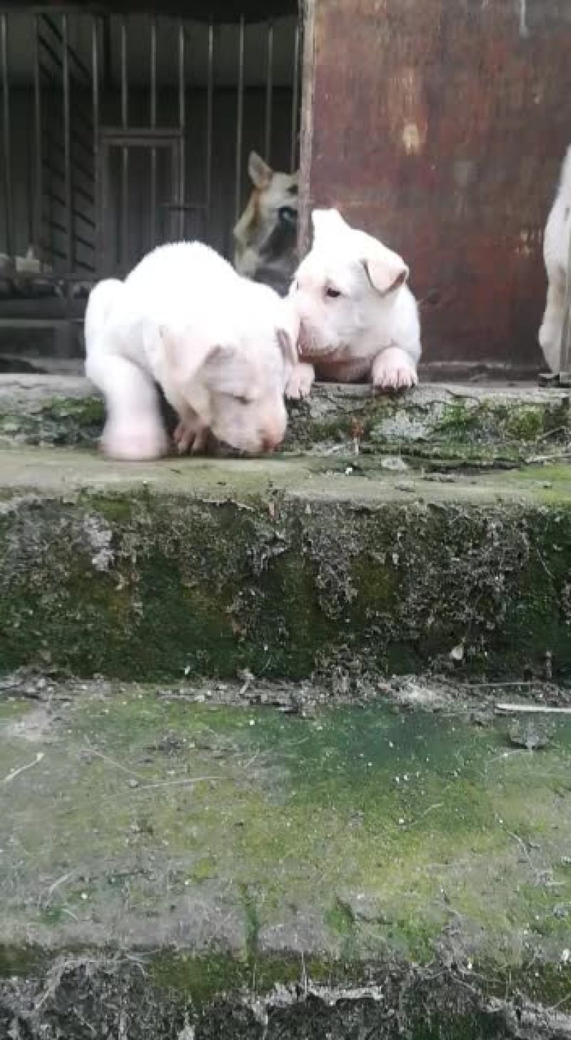 下司犬，小山师傅狗后代，喜欢的来秒。