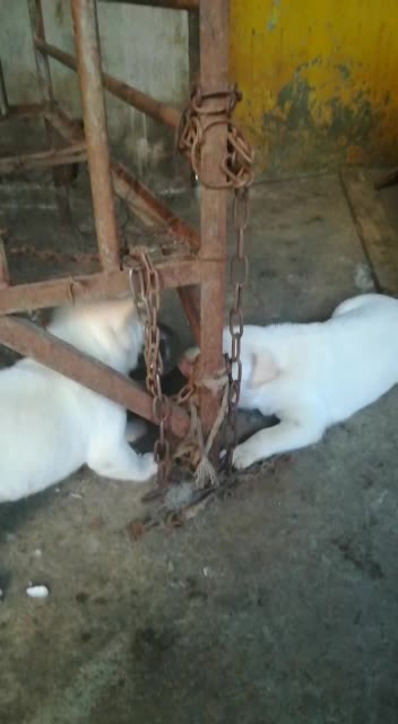 下司犬，小山师傅狗后代，喜欢的来秒。