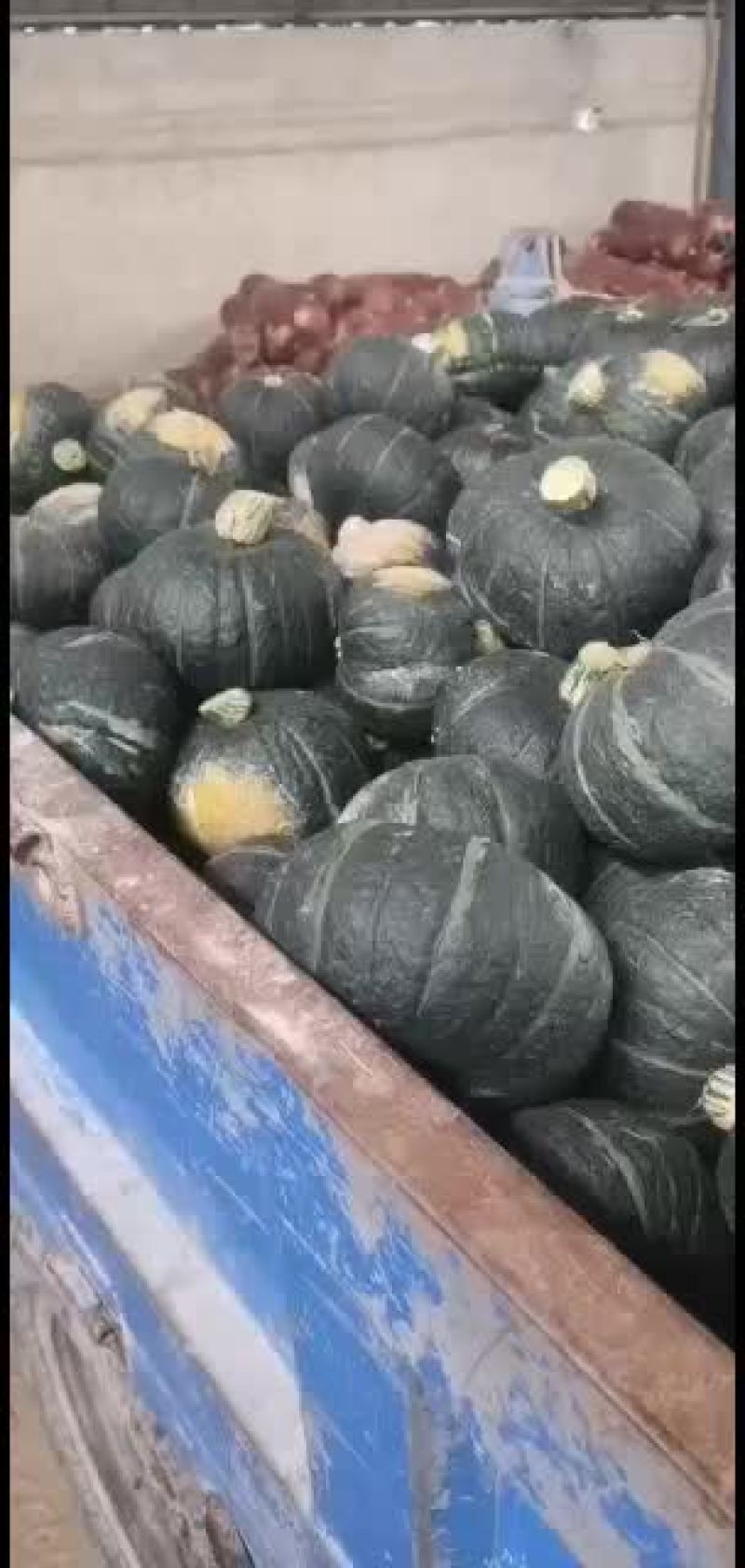 甘肃高原坡地板栗南瓜
