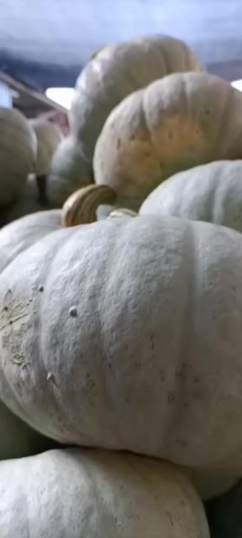 甘肃高原坡地板栗南瓜