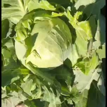 甘蓝，需要的老板请联系我