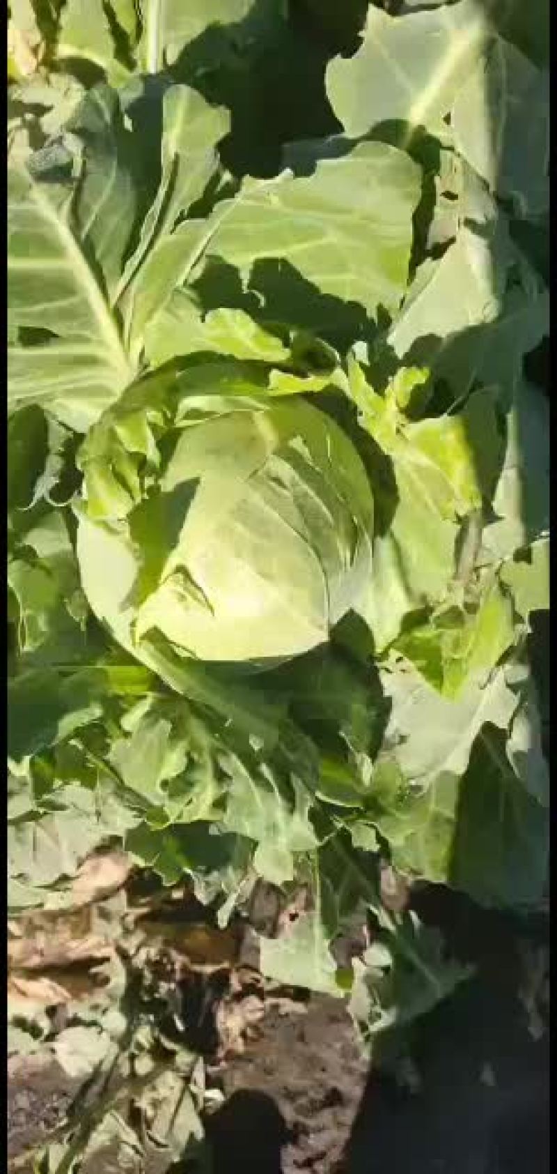 甘蓝，需要的老板请联系我