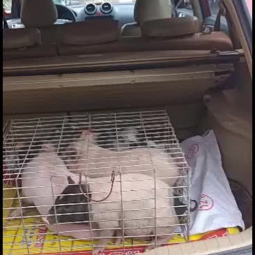 广西南宁崇左扶绥巴马香猪苗