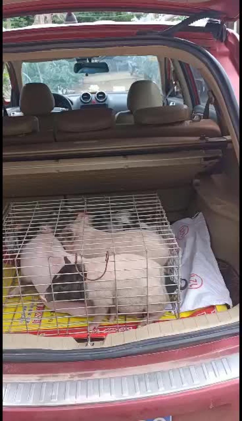广西南宁崇左扶绥巴马香猪苗