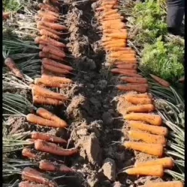 大量出售胡萝卜，带泥的，二两起步的精品胡萝卜