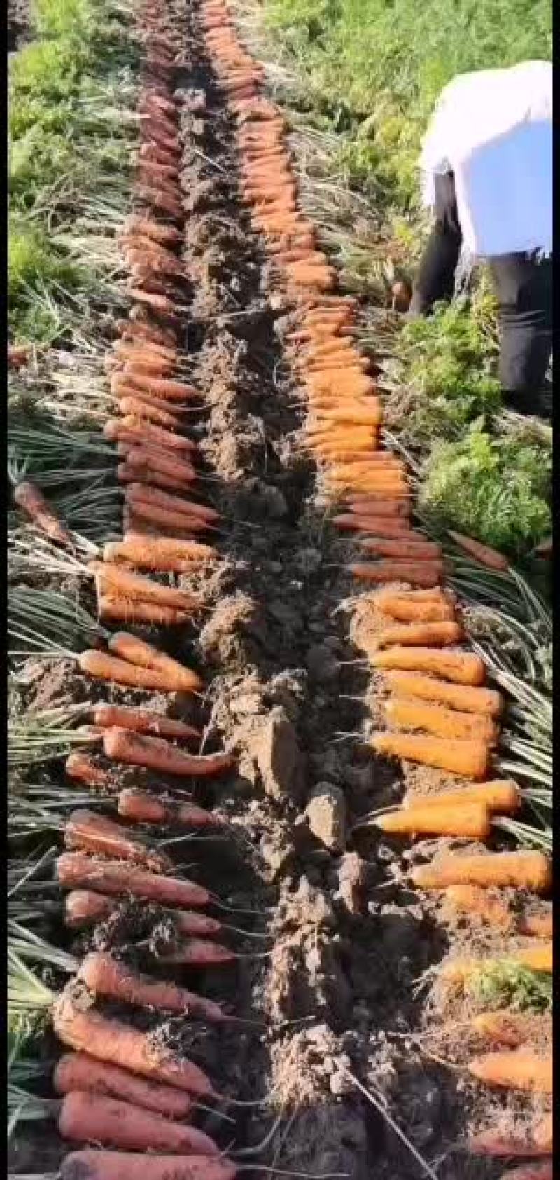 大量出售胡萝卜，带泥的，二两起步的精品胡萝卜