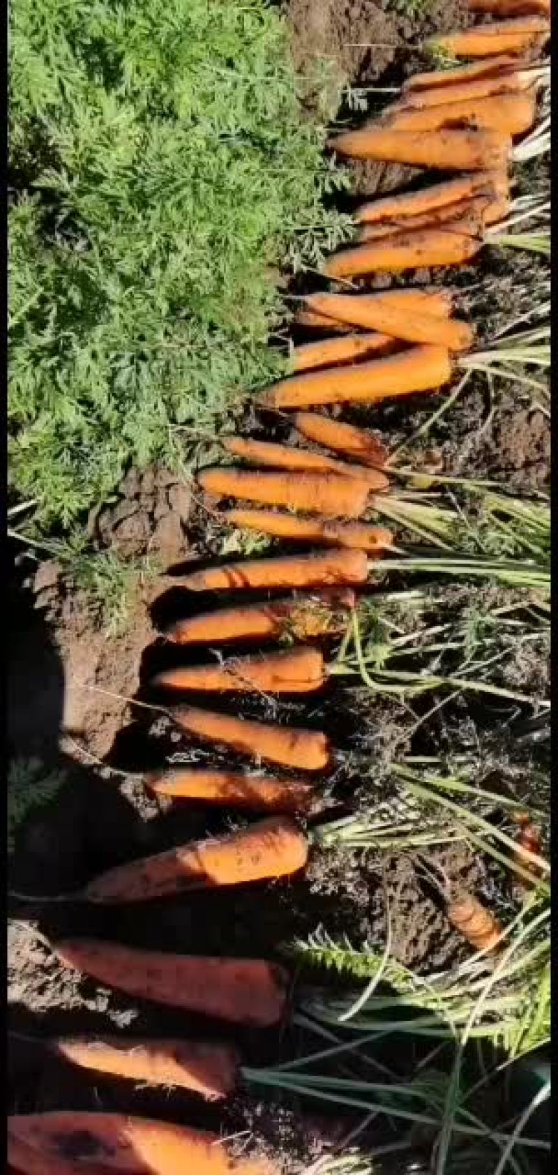 大量出售胡萝卜，带泥的，二两起步的精品胡萝卜