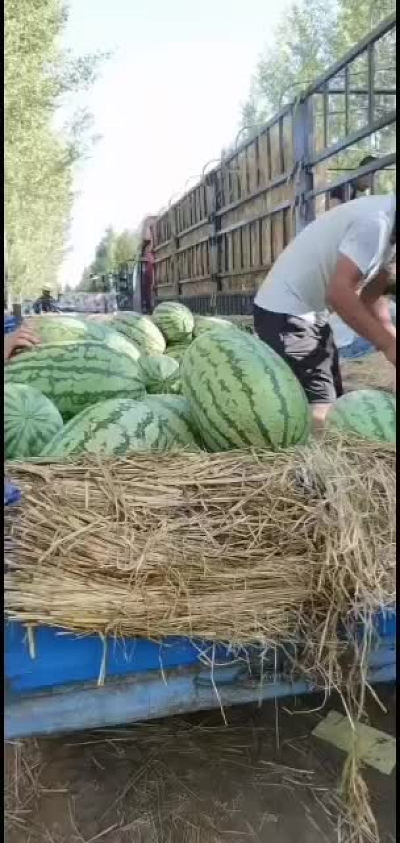 正品内蒙沙漠西瓜精品