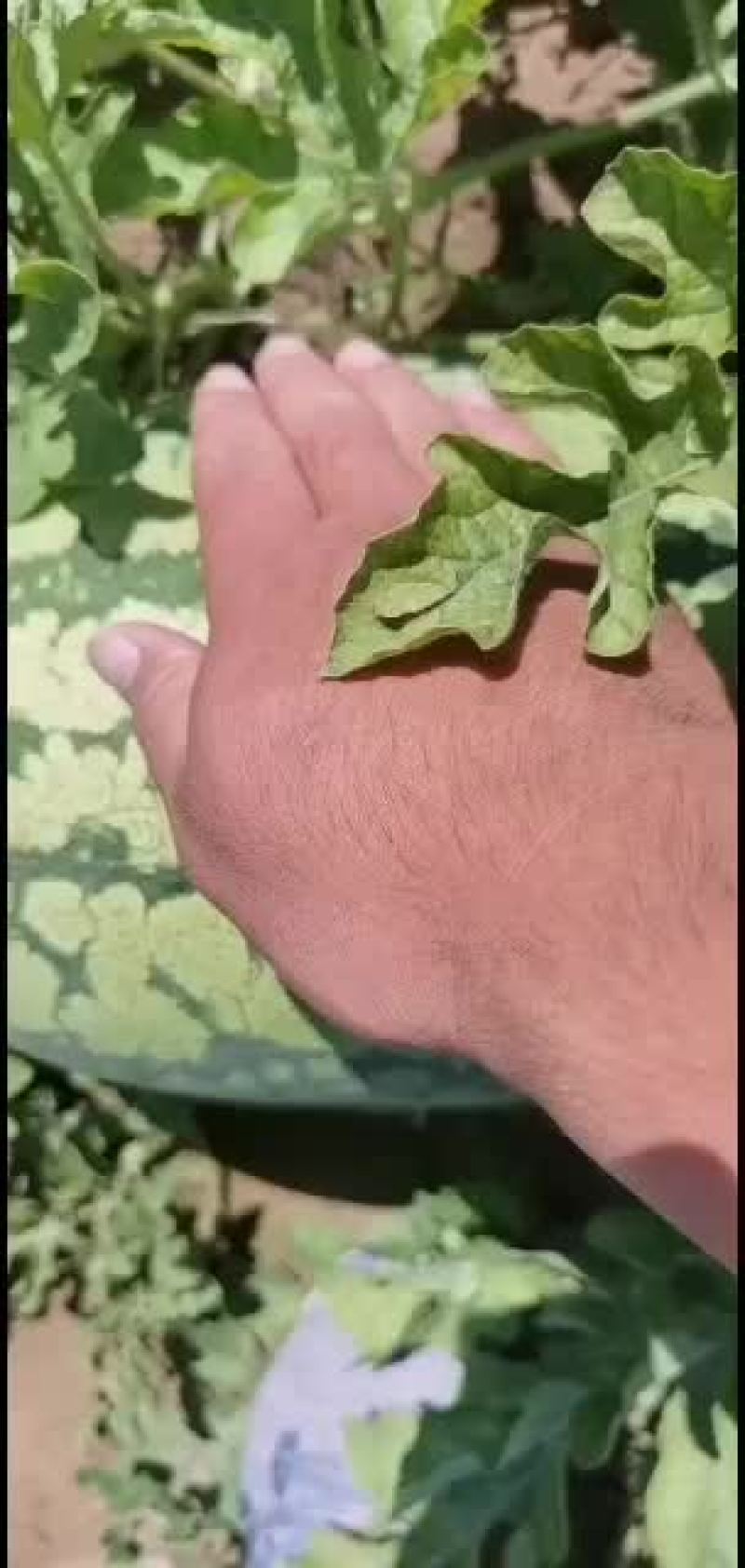 正品内蒙沙漠西瓜精品
