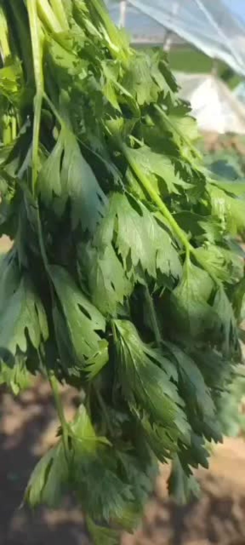 凌海小香玉芹菜谁要联系我
