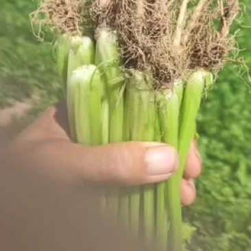 凌海小香玉芹菜谁要联系我