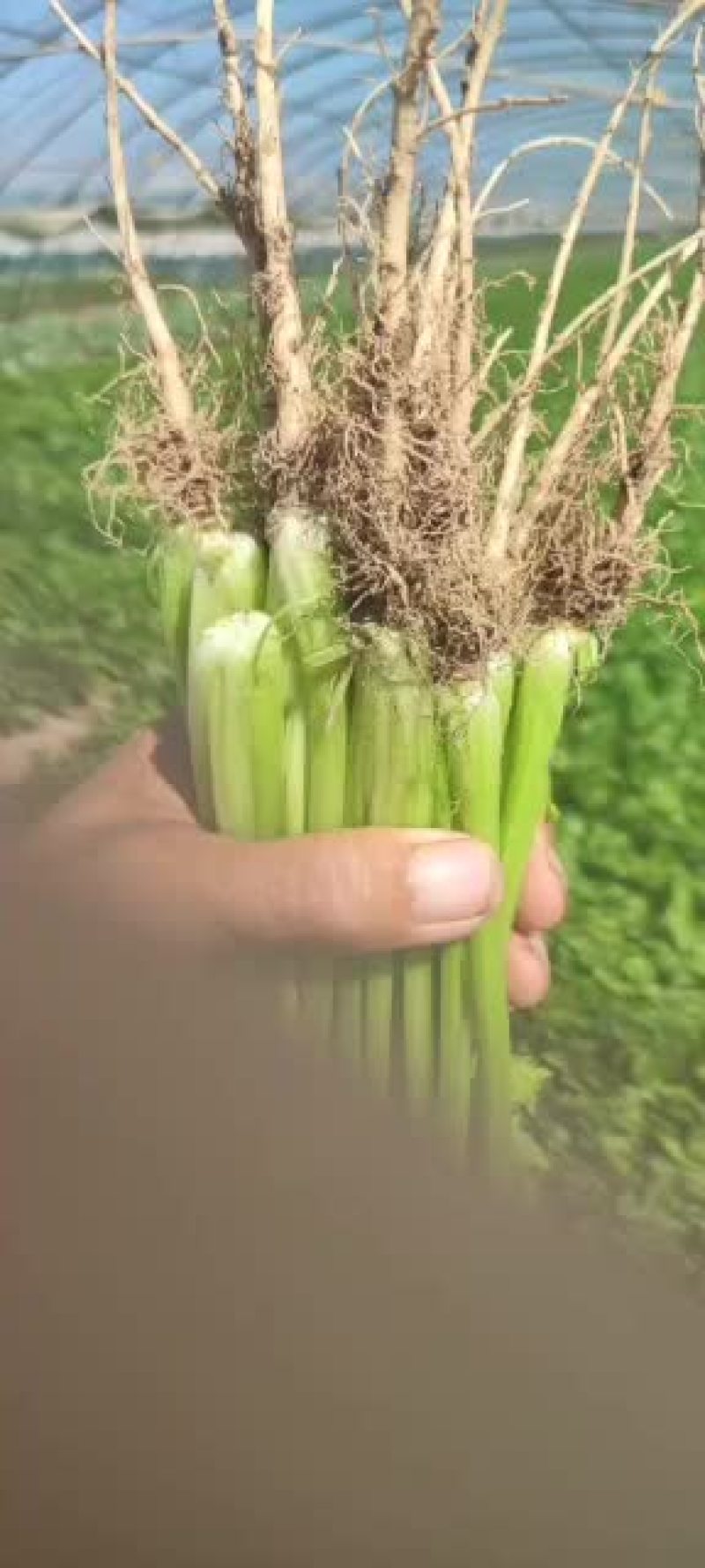 凌海小香玉芹菜谁要联系我