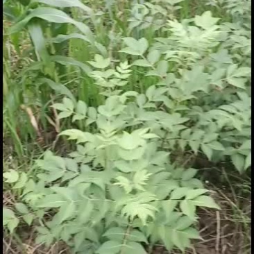 药食同源的新型水果品种无花果