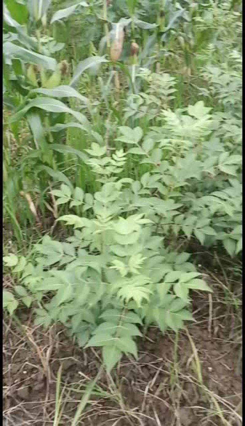药食同源的新型水果品种无花果