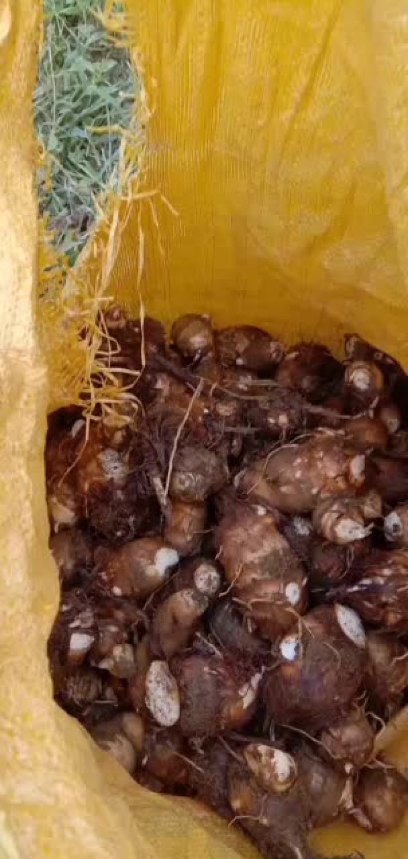 芋头也上市。需要的联系