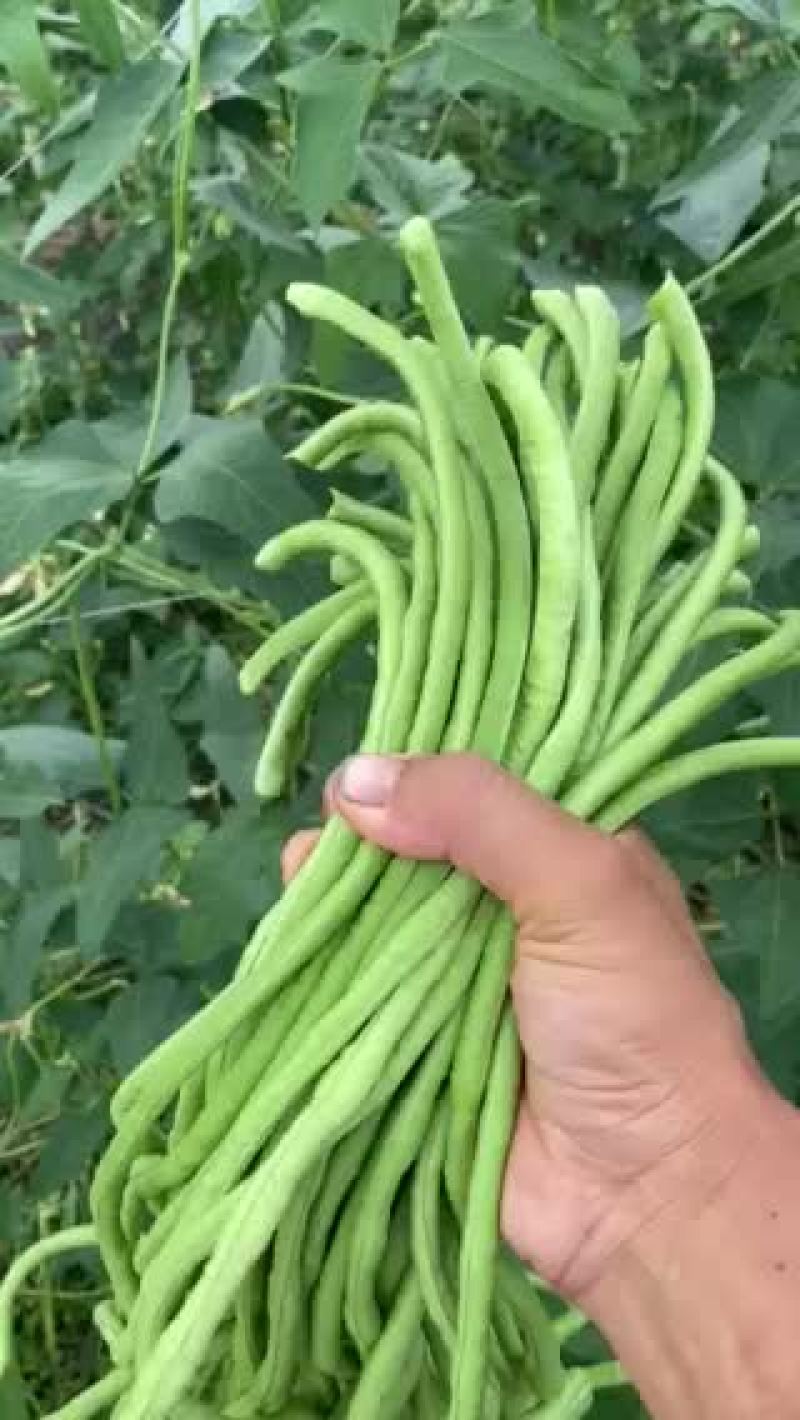 精品长豆角60-80cm条直颜色深绿色
