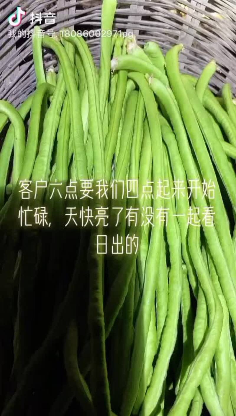 精品长豆角60-80cm条直颜色深绿色