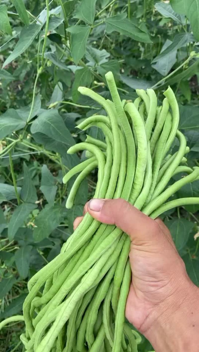 精品长豆角60-80cm条直颜色深绿色