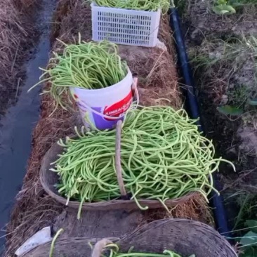 精品长豆角60-80cm条直颜色深绿色