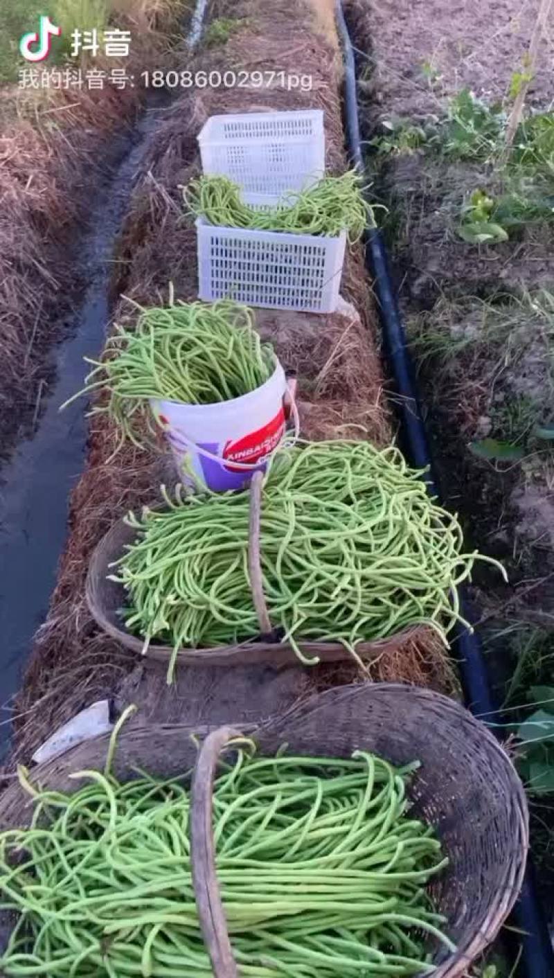 精品长豆角60-80cm条直颜色深绿色