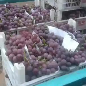大量巨峰葡萄已经成熟。