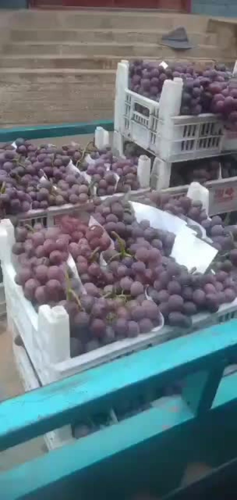大量巨峰葡萄已经成熟。
