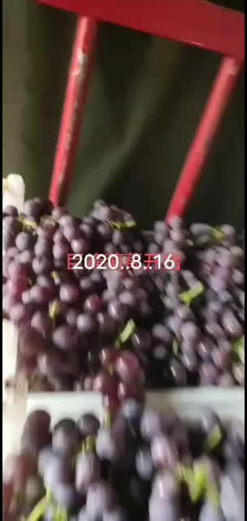 大量巨峰葡萄已经成熟。