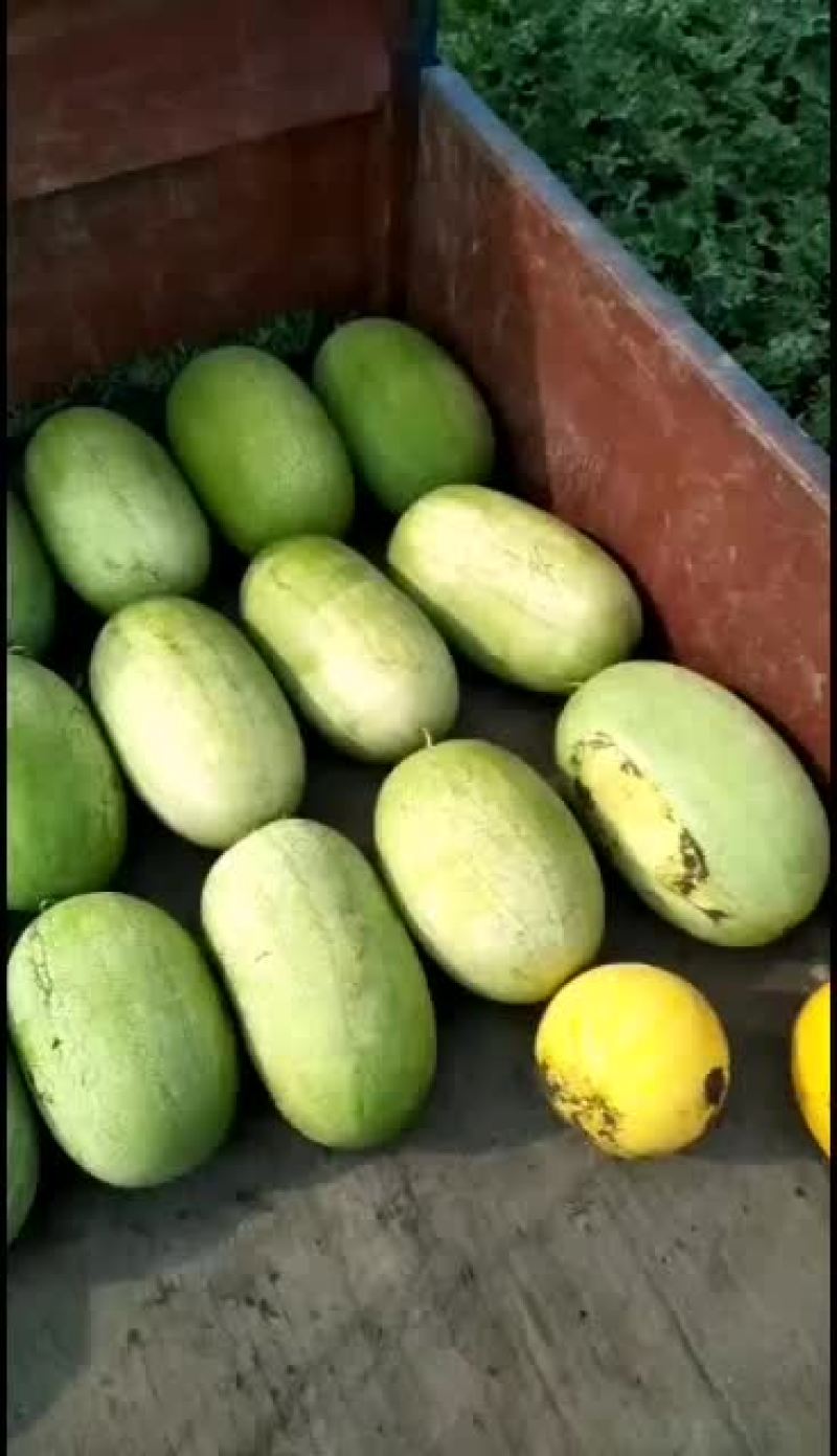 新开园的新红宝西瓜，质量好
