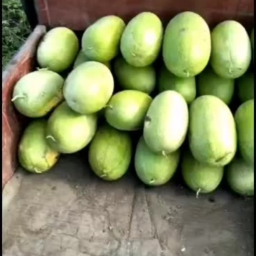 新开园的新红宝西瓜，质量好