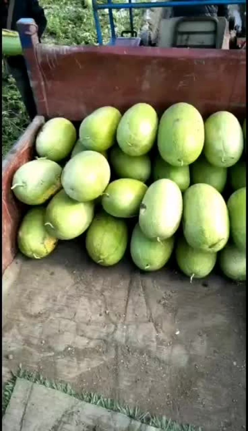 新开园的新红宝西瓜，质量好