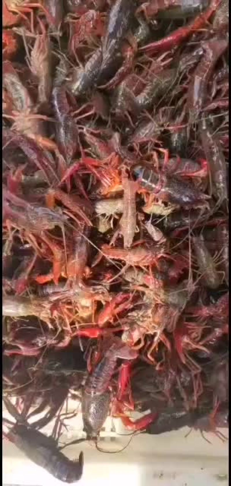 虾苗，种苗，成品虾出售