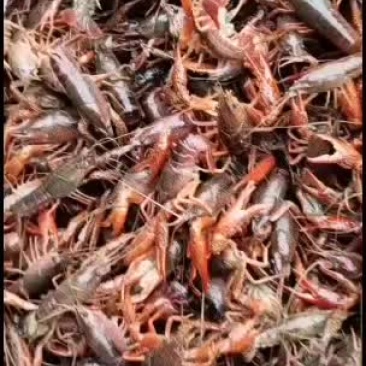 虾苗，种苗，成品虾出售