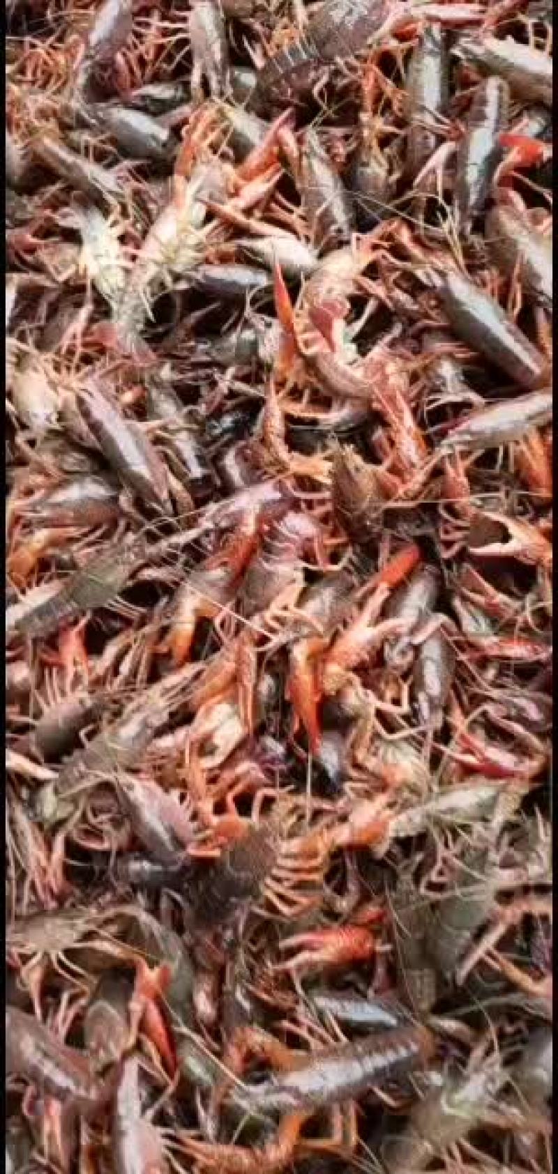 虾苗，种苗，成品虾出售