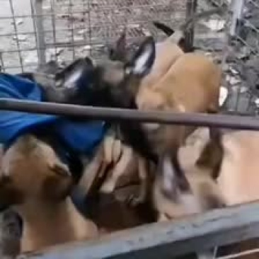 精品马犬喜欢的下单价格不多