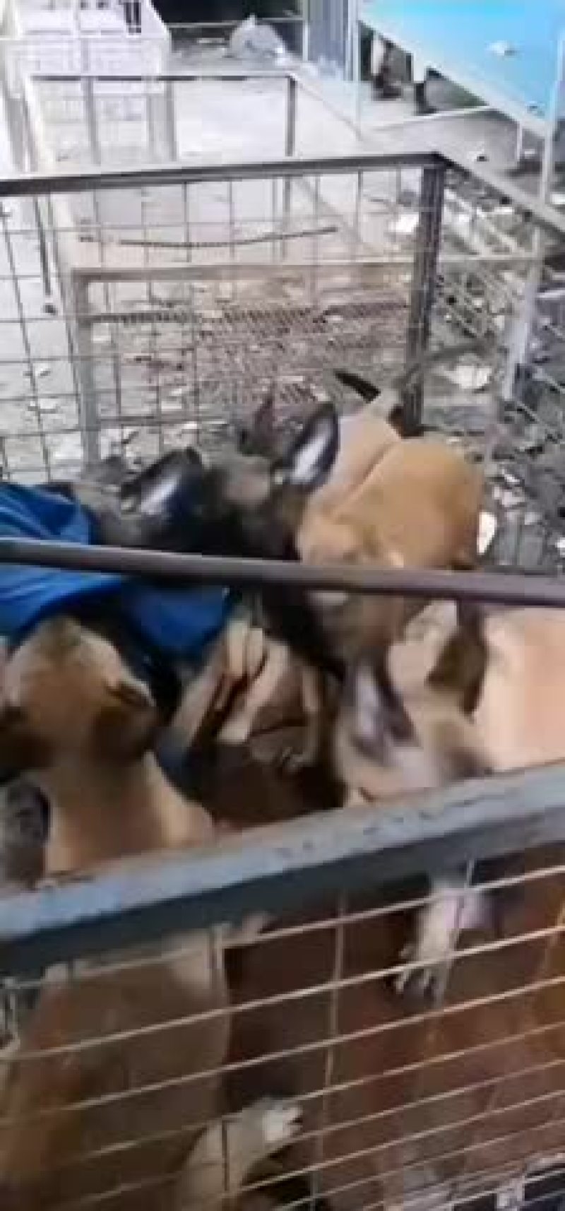 精品马犬喜欢的下单价格不多