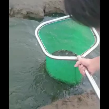 水产青蛙蝌蚪苗