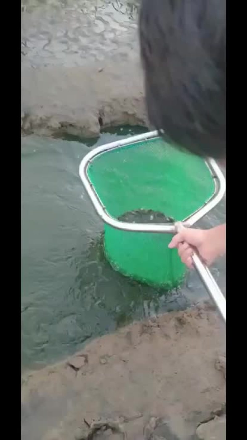 水产青蛙蝌蚪苗