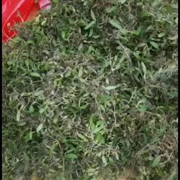 贵州十万大山的单叶小果石橄榄