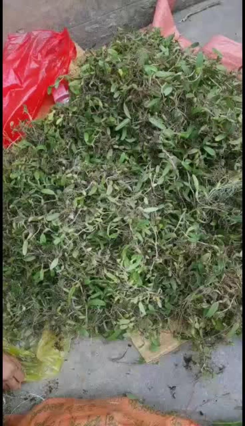 贵州十万大山的单叶小果石橄榄