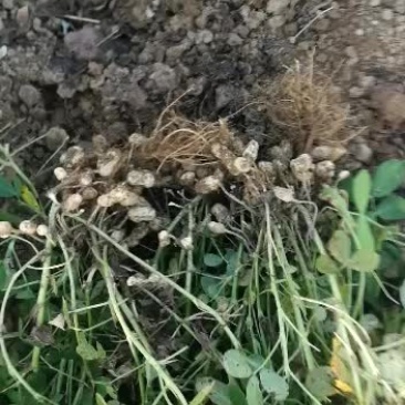 沙土地小白沙花生。上市