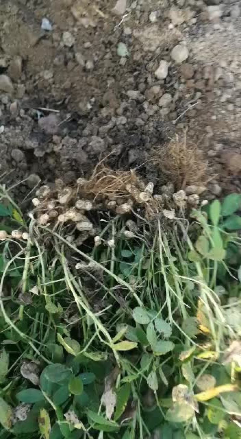 沙土地小白沙花生。上市